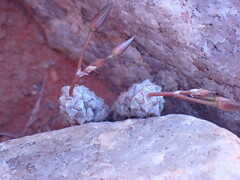 Anacampseros filamentosa