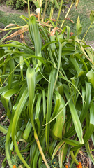 Agapanthus praecox