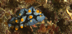 Phyllidia picta