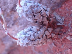 Anacampseros filamentosa