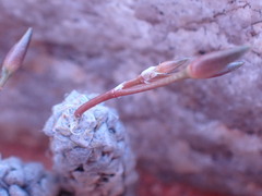Anacampseros filamentosa