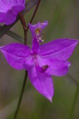 Calopogon tuberosus