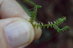 Selaginella helvetica