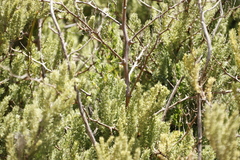 Asparagus rubicundus