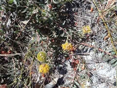 Leucospermum prostratum