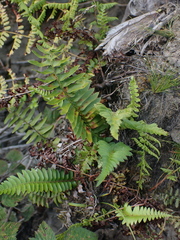 Polystichum imbricans