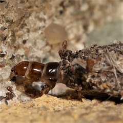 Dahlica triquetrella