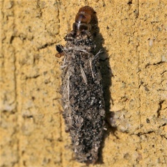 Dahlica triquetrella