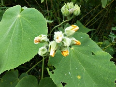 Abutilon umbelliflorum