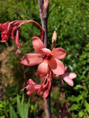 Watsonia meriana