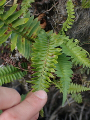 Polystichum imbricans