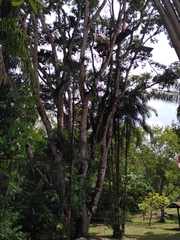 Hymenaea courbaril