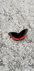 Biblis hyperia
