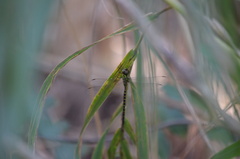 Triacanthagyna trifida