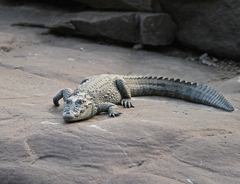 Crocodylus palustris