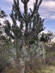 Leucadendron argenteum