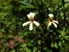 Pelargonium elongatum