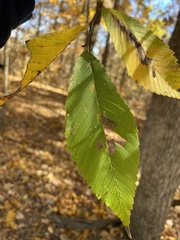 Ulmus rubra