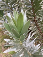 Leucadendron argenteum