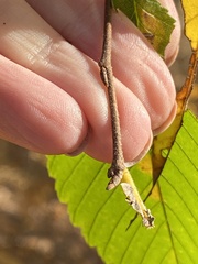 Ulmus rubra