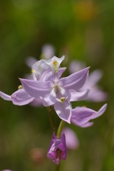 Calopogon tuberosus