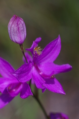 Calopogon tuberosus