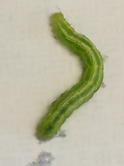 Trichoplusia ni