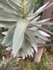Leucadendron argenteum