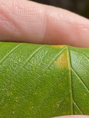 Ulmus rubra