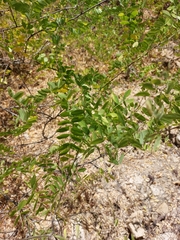 Coursetia glandulosa