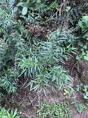 Asparagus falcatus