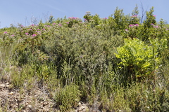 Asparagus rubicundus