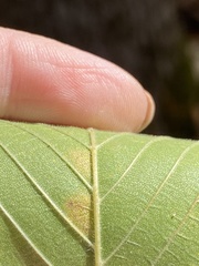Ulmus rubra