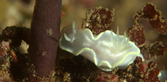 Glossodoris buko