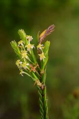 Struthiola ciliata