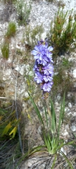 Aristea capitata