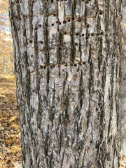 Ulmus rubra