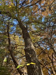 Ulmus rubra