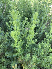 Salvia chamelaeagnea