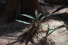 Tradescantia spathacea