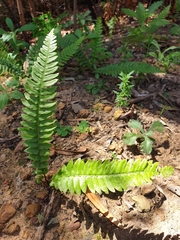 Blechnum australe