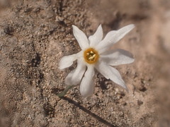 Narcissus deficiens