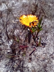 Lampranthus bicolor