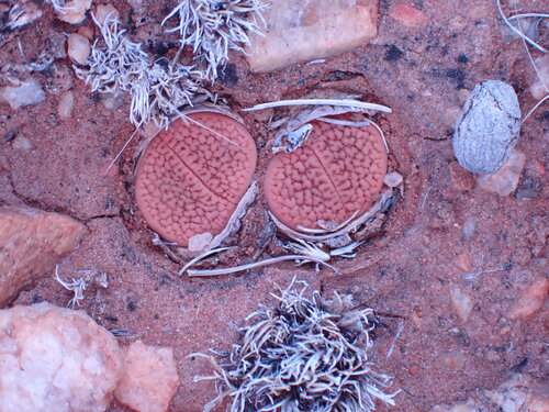 Mesembryanthemum hookeri A.Berger
