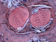 Lithops hookeri