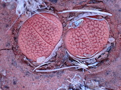 Lithops hookeri