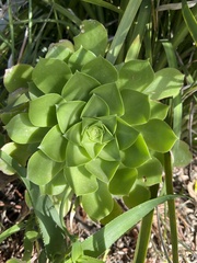 Aeonium