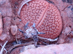 Lithops hookeri