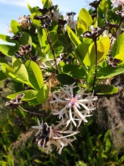 Dais cotinifolia