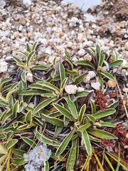 Celmisia hieraciifolia gracilis